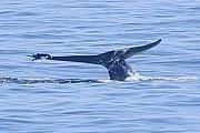 斯里蘭卡 Mirissa 出海觀藍鯨
