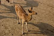 小斑點鹿 (Chital)