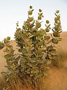 沙漠邊緣的植物