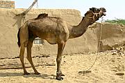 Khuri 的駱駝