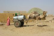 駱駝拉車