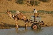 駱駝拉車取水