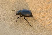 沙漠甲蟲
