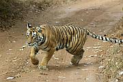 印度 Ranthambhore 國家公園 - 追蹤野生老虎