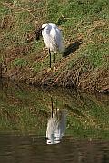 白鷺 (egret)