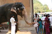 入口為人祈福的大象