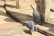 參觀佛塔的鷓鴣 (francolin)