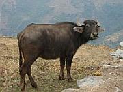 尼泊爾水牛